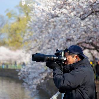 A person taking photos near cherry blossom trees